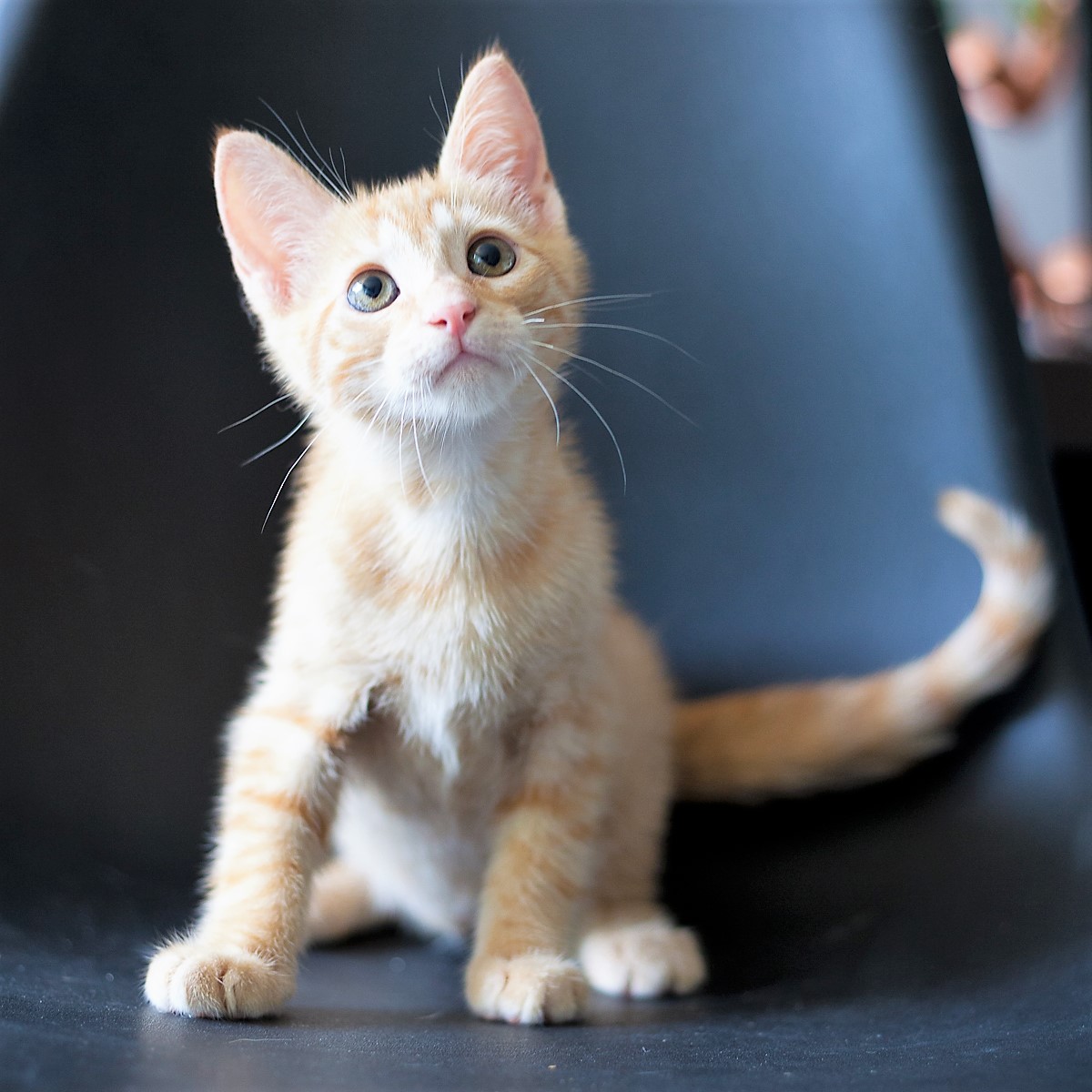 gato para adoção em Brasília