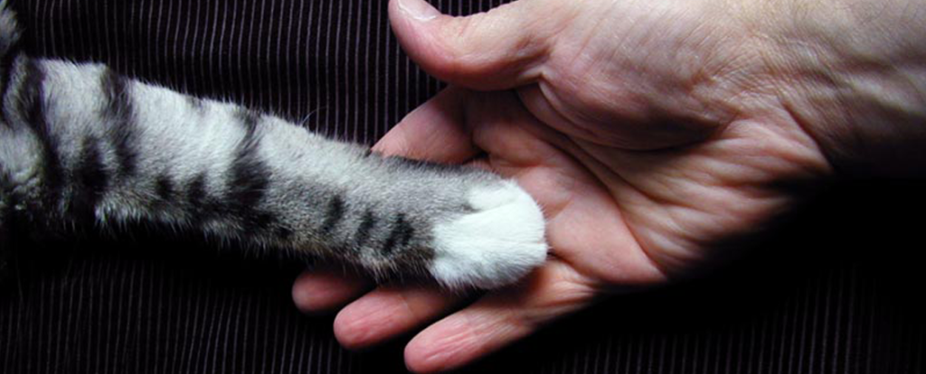 Уход за лапами кошки. Кошачья лапа в руке. Кошачья лапа в руке человека. Кошачья лапа обнимает руку. Cat Хандс hands.