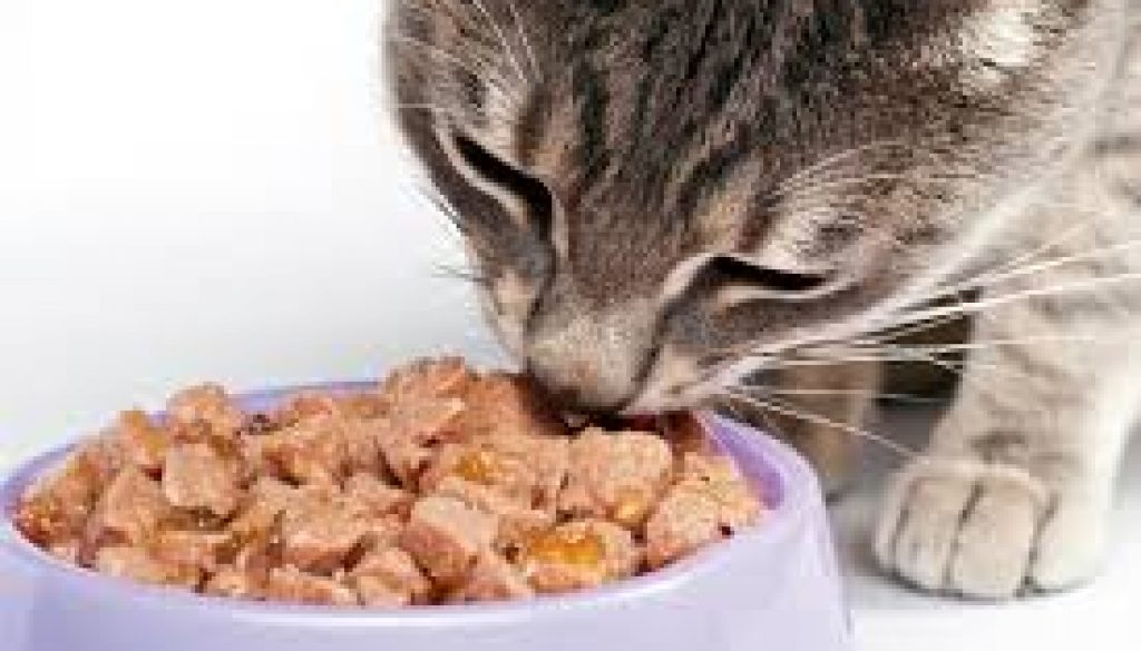 alimentação para gatos
