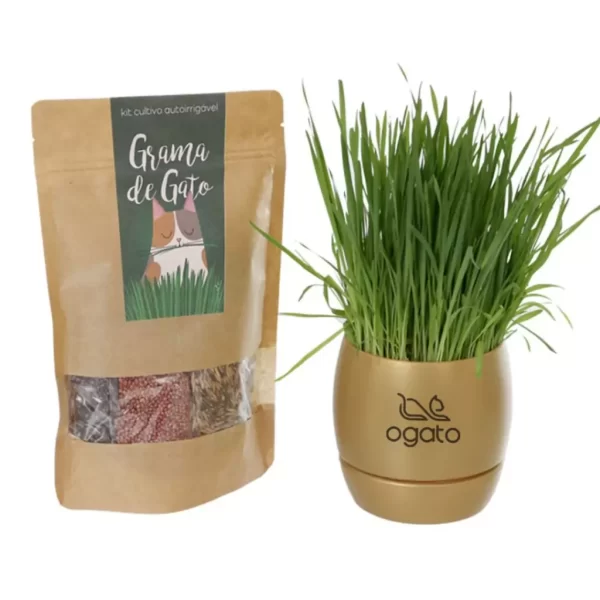 Graminha com vaso autoirrigável Golden (kit cultivo)