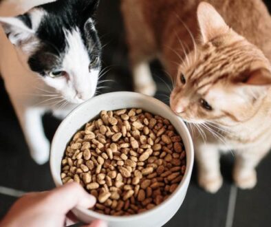 article-common-feeding-mistakes-and-foods-to-avoid-for-cat