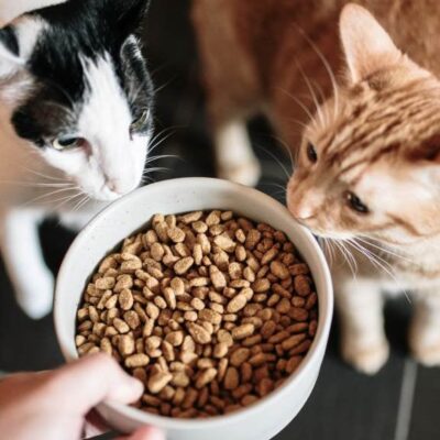 article-common-feeding-mistakes-and-foods-to-avoid-for-cat