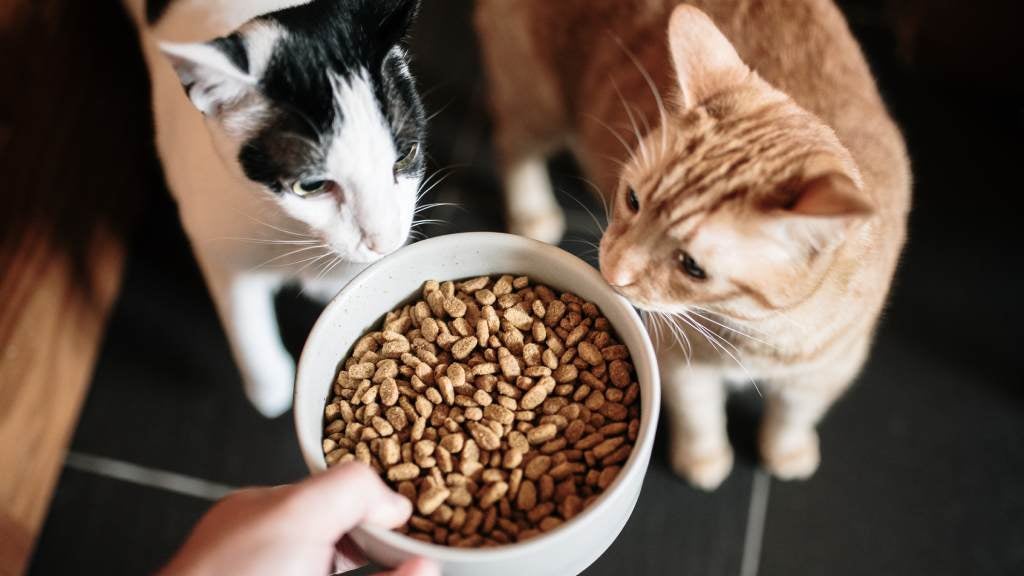 article-common-feeding-mistakes-and-foods-to-avoid-for-cat