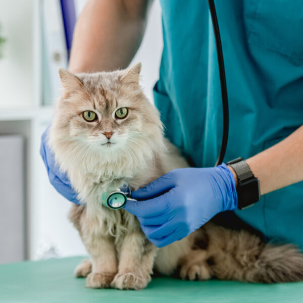 Vet,Listening,Fluffy,Cat,Using,Stethoscope,During,Appointment,In,Veterinary